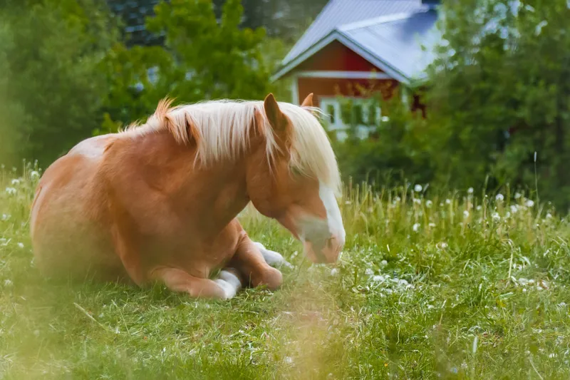 Hevonen makaa rauhassa niityllä, punainen talousrakennus taustalla